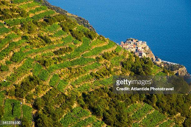 vineyards on cinque terre coastline - terraced field stock pictures, royalty-free photos & images