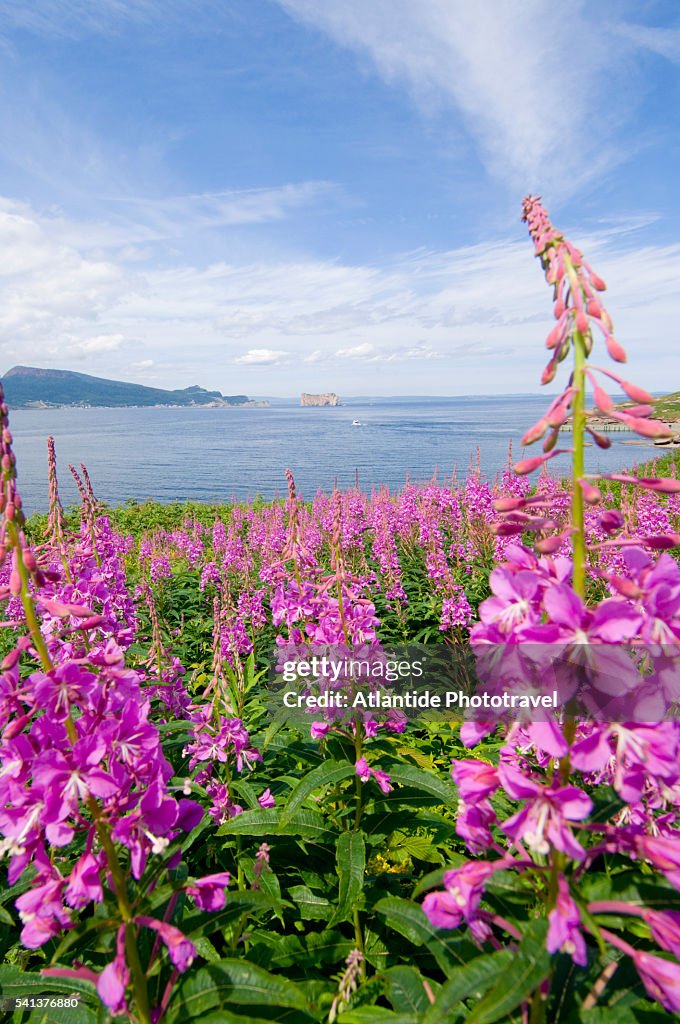 Wildflowers on Bonaventure Island