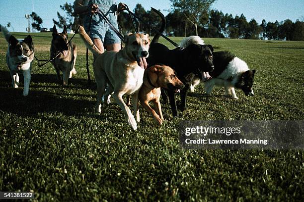 dog walker walking dogs in park - middelgrote groep dieren stockfoto's en -beelden