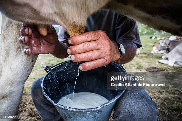 orobic alps (alpi orobie valtellinesi) natural park - valtellina, traditional hand milking of a cow - milking stock pictures, royalty-free photos & images