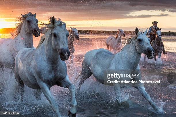 camargue - camargue horses - horse running water stock pictures, royalty-free photos & images