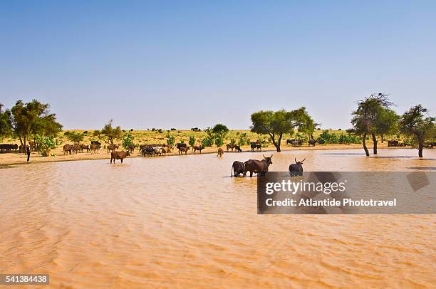 village in the sahel between agadez and abalak - waterhole fotografías e imágenes de stock