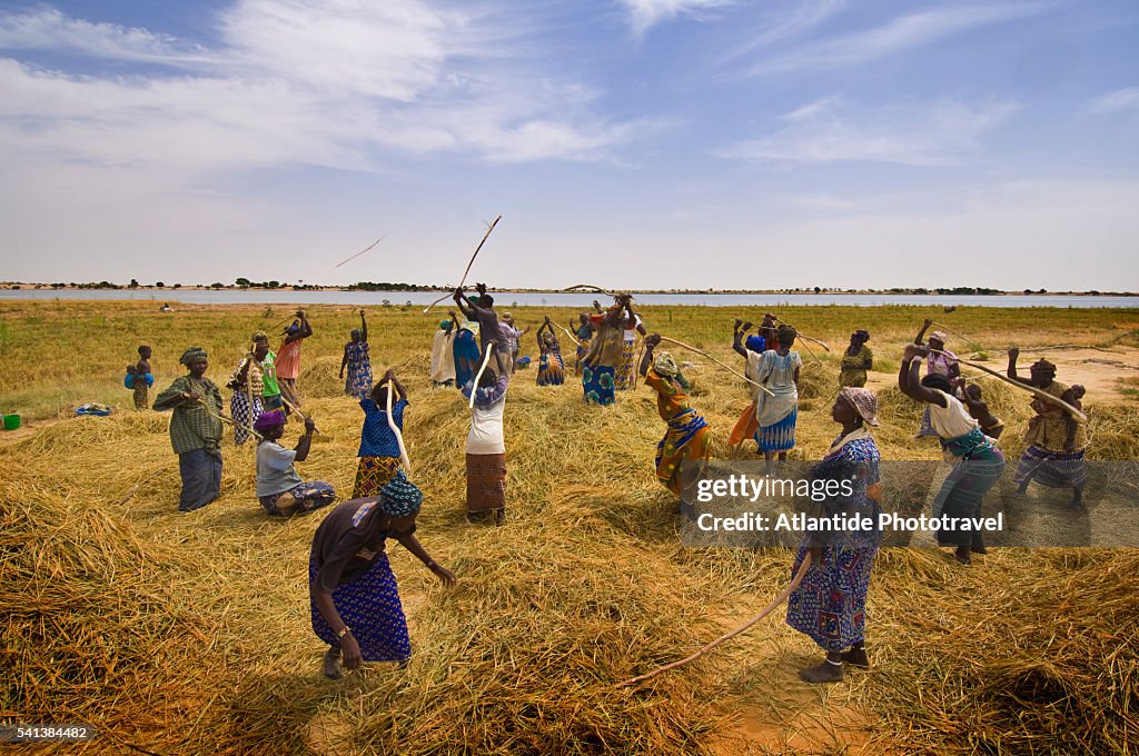 Rice Harvest near Timbuktu