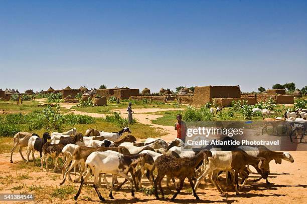 goat herder at haussa village near birni nkonni - niger stock pictures, royalty-free photos & images