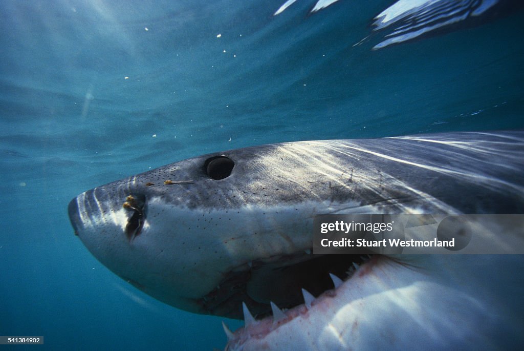 Great White Shark