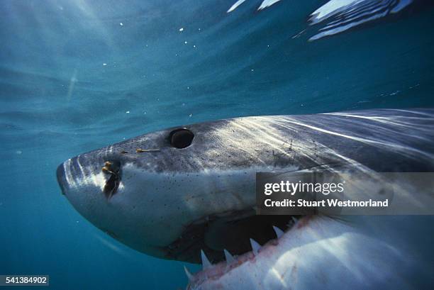great white shark - great white shark stock pictures, royalty-free photos & images