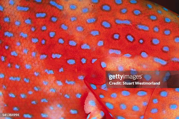Cod Fish Skin Pattern 140 Coral Cod Stock Photos, High-Res Pictures, and Images - Getty Images
