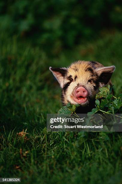 piglet in grass - piglet bildbanksfoton och bilder