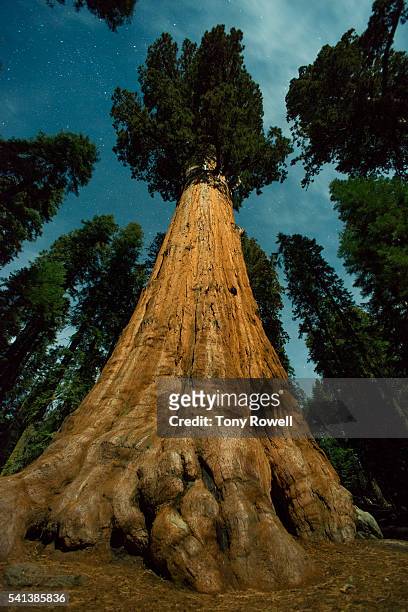 moonlight and stars shine on general sherman tree in california's sequoia national park - fresno california fotografías e imágenes de stock