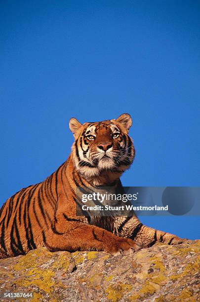 bengal tiger - tigre de bengala imagens e fotografias de stock