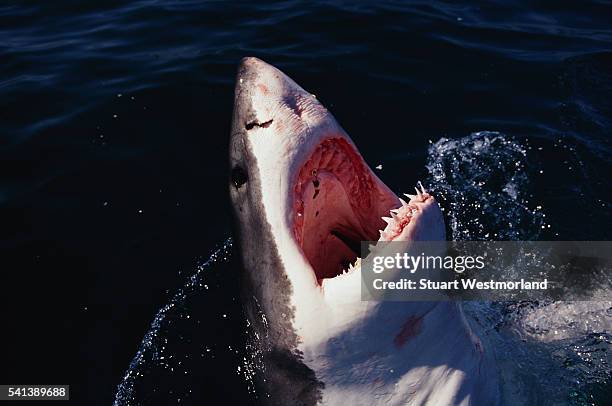 great white shark breaching - ブリーチング ストックフォトと画像