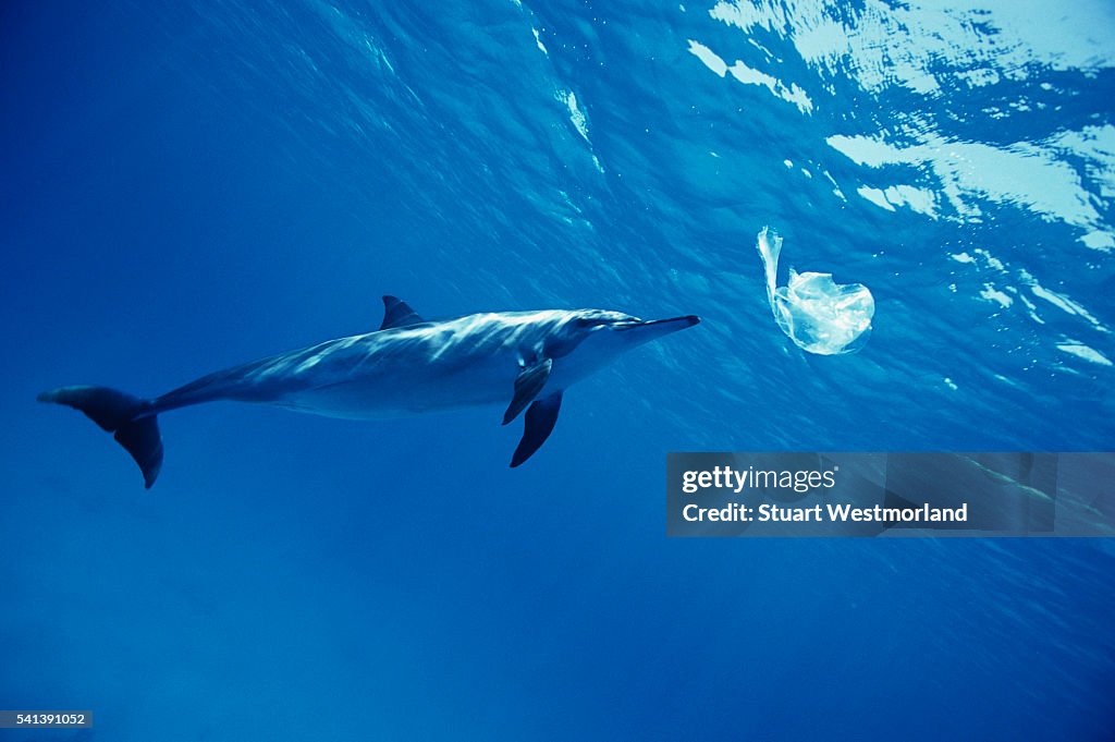 Spinner Dolphin Playing with a Plastic Bag