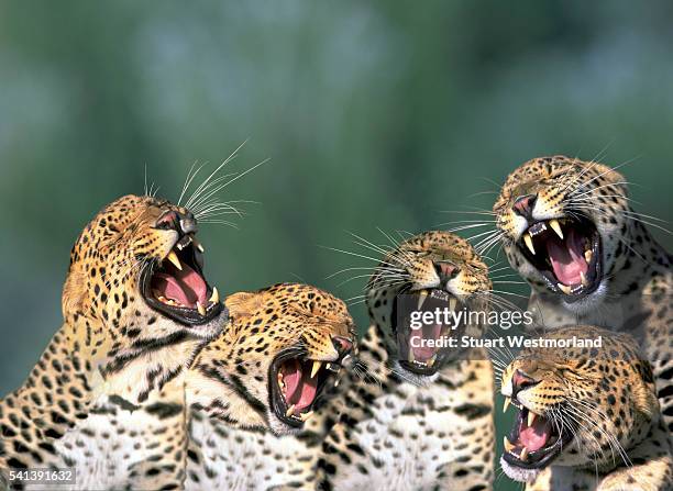 Leopard Calling Leopard Yawning Photos and Premium High Res Pictures - Getty Images