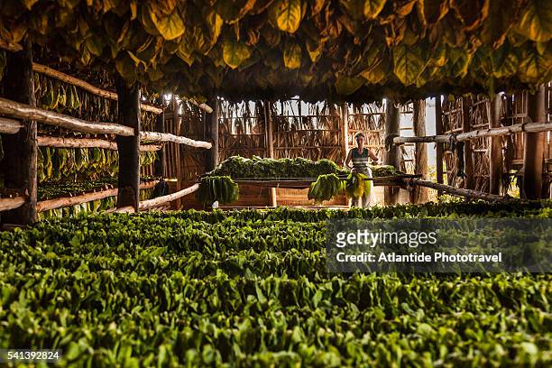 tobacco plantation in the countryside, drying out tobacco leaves for cigars - viñales cuba fotografías e imágenes de stock