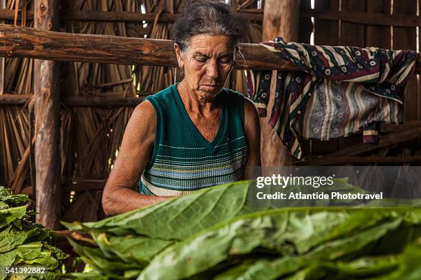tobacco plantation in the countryside, tobacco leaves for cigars - valle de vinales stock pictures, royalty-free photos & images