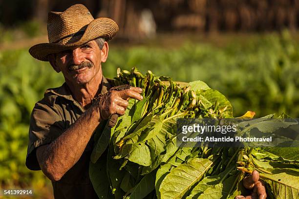 tobacco plantation in the countryside, tobacco harvesting - valle de vinales stock pictures, royalty-free photos & images