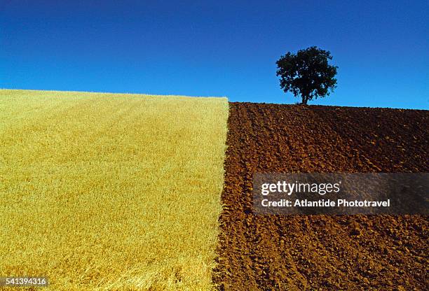 landscape - campo arato foto e immagini stock