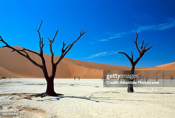 the desert with dead trees, deadvlei - lake bed 個照片及圖片檔