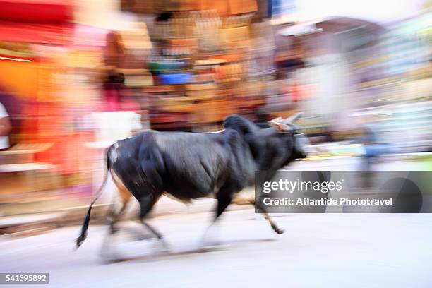 cow runs through streets of india - the bulls stock pictures, royalty-free photos & images