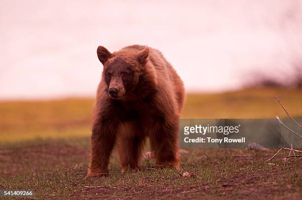 bear in tuolumne meadows in yosemite national park - california bear stock pictures, royalty-free photos & images