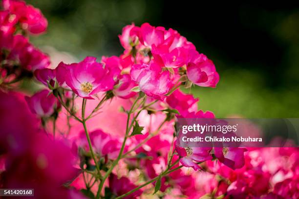 Rose Meacle 88 Miracle Of The Roses Stock Photos, High-Res Pictures, and Images ...