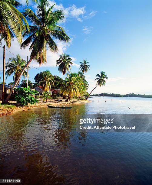 palm trees and houses in plasencia, belize - cay stock pictures, royalty-free photos & images