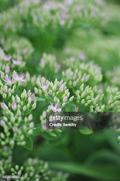 flower - ivanjica stock pictures, royalty-free photos & images
