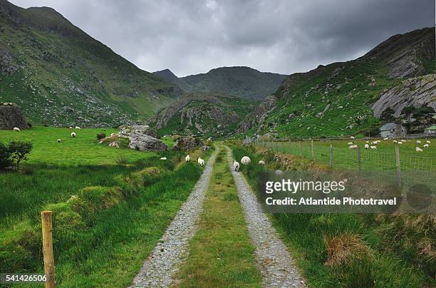 sheep in rural road near coornagillagh - sheep ireland stock pictures, royalty-free photos & images