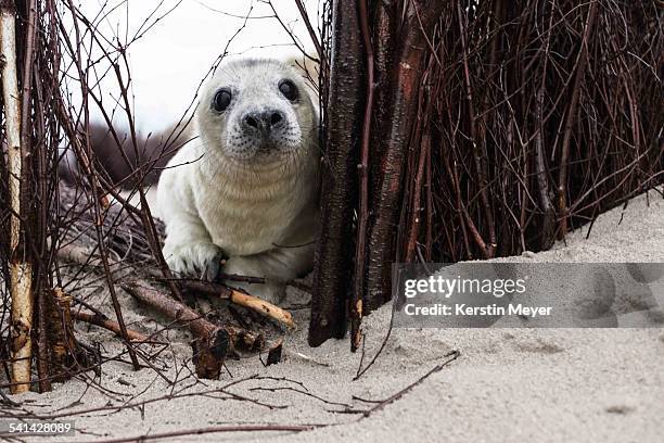 little grey seal - seehundjunges stock-fotos und bilder