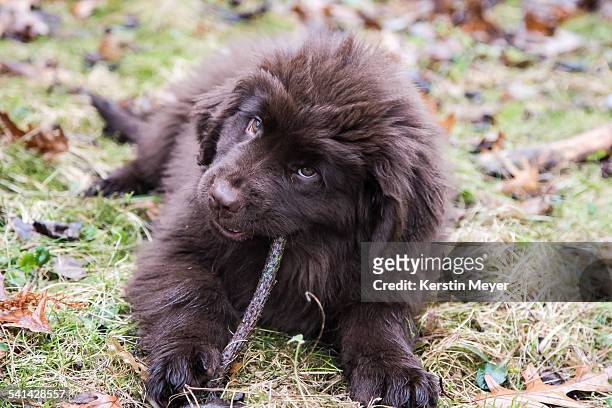 newfoundland puppy - newfoundland dog stock pictures, royalty-free photos & images