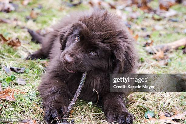 newfoundland puppy - newfoundlandshund bildbanksfoton och bilder