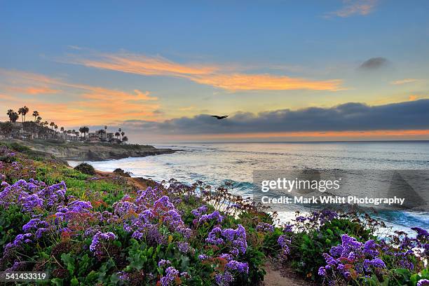 flowers by the ocean - la jolla stock-fotos und bilder