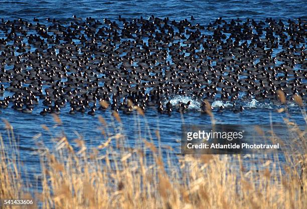 flock of birds on lake trasimeno - lac trasimeno photos et images de collection