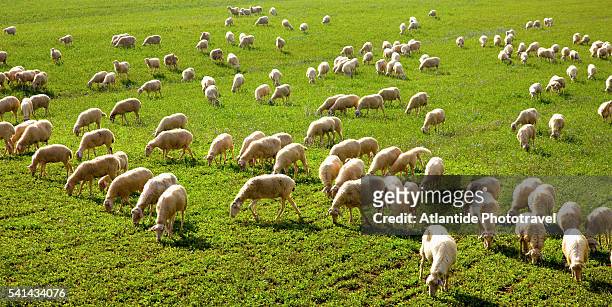 sheep grazing near the road to monteroni d'arbia - rebaño fotografías e imágenes de stock