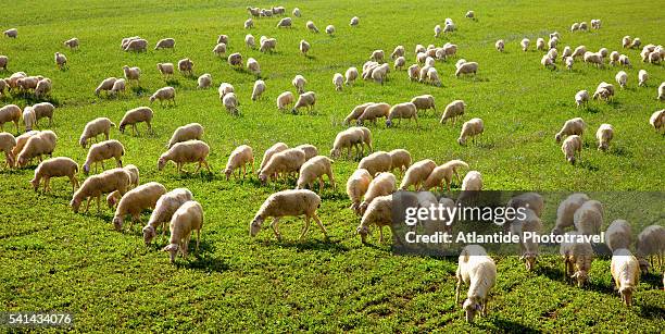 sheep grazing near the road to monteroni d'arbia - kudde schapen stockfoto's en -beelden