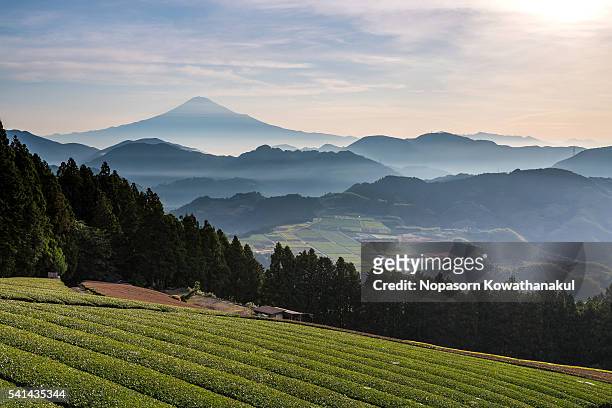 mt. fuji with tea crop valley - prefettura di shizuoka foto e immagini stock