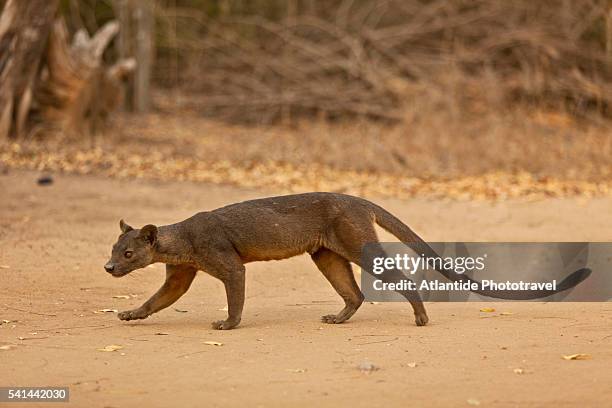 wild fossa in kirindy forest - fossa stock pictures, royalty-free photos & images