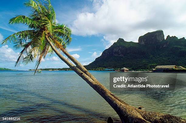 palm trees leaning over povaie bay - mt otemanu stockfoto's en -beelden