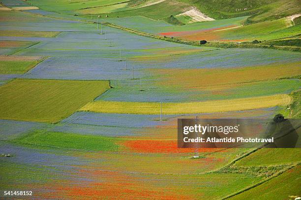 poppy fields in castelluccio di norcia - castelluccio di norcia stock-fotos und bilder