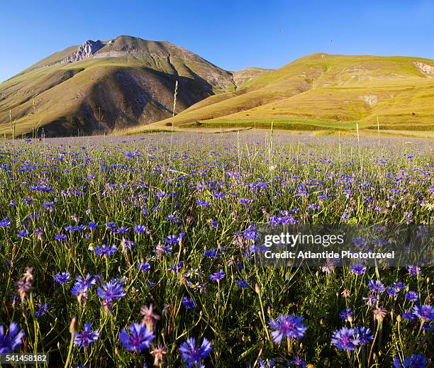 wildflowers in castelluccio di norcia - カステッルッチョ ストックフォトと画像