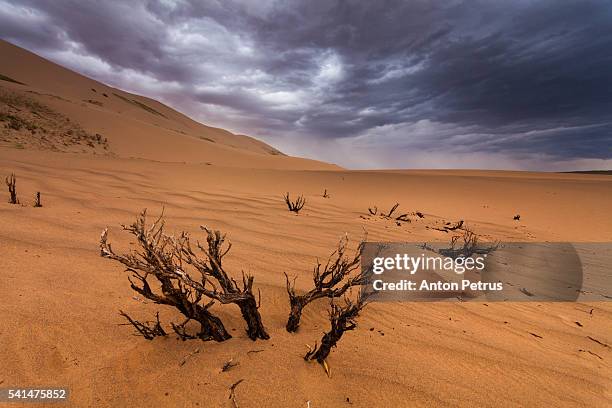 dead trees in the desert - dead camel stock pictures, royalty-free photos & images