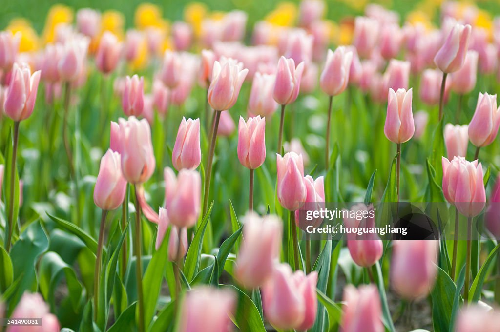 Pink tulips