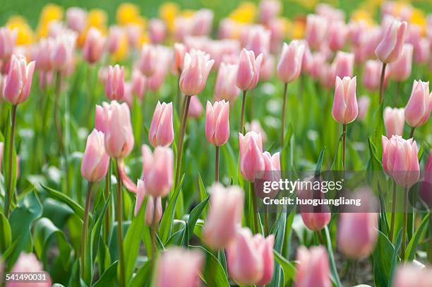 pink tulips - lily flowered tulip stockfoto's en -beelden