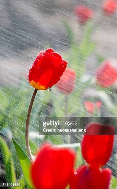 by spray impact of tulips - lily flowered tulip stockfoto's en -beelden