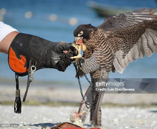 falcon eats chicken - chicken hawk stock pictures, royalty-free photos & images