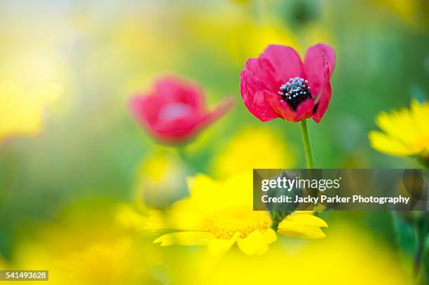 red rough poppy flower - papaver hybridum stock pictures, royalty-free photos & images
