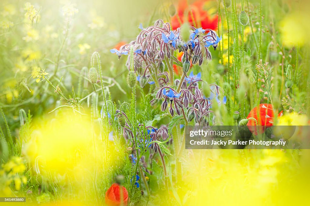 Blue Borage flowers in a wildflower meadow