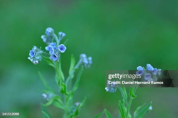 meadow with wildflowers. southern european flora. cynoglossum creticum - cynoglossum stock pictures, royalty-free photos & images
