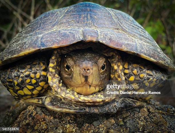 south european wildlife. the european pond turtle (emys orbicularis) - emídidos fotografías e imágenes de stock