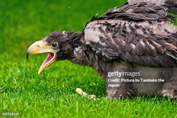 young steller's sea eagle in the grass - crying eagle stock pictures, royalty-free photos & images
